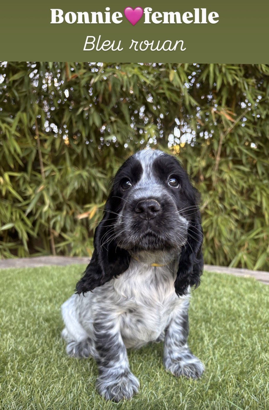 Laurence Arena - Chiots disponibles - Cocker Spaniel Anglais